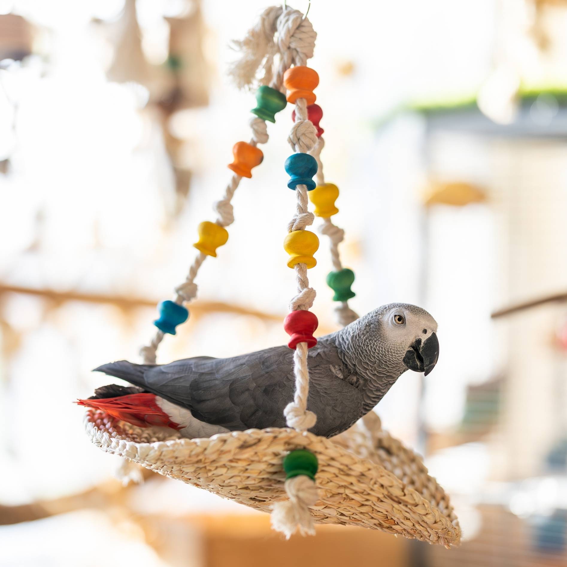 Vogel