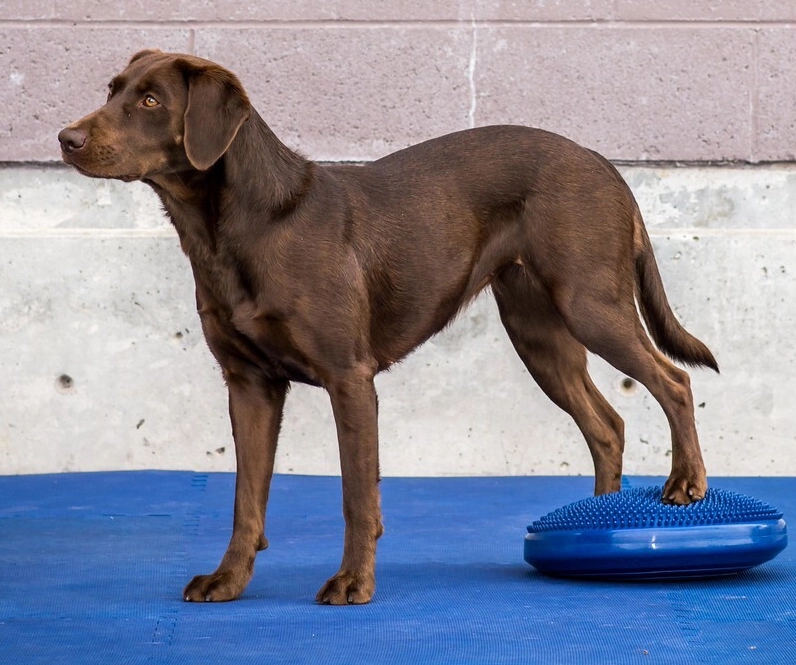 FitPAWS Balance Disc Blue, 36 cm
