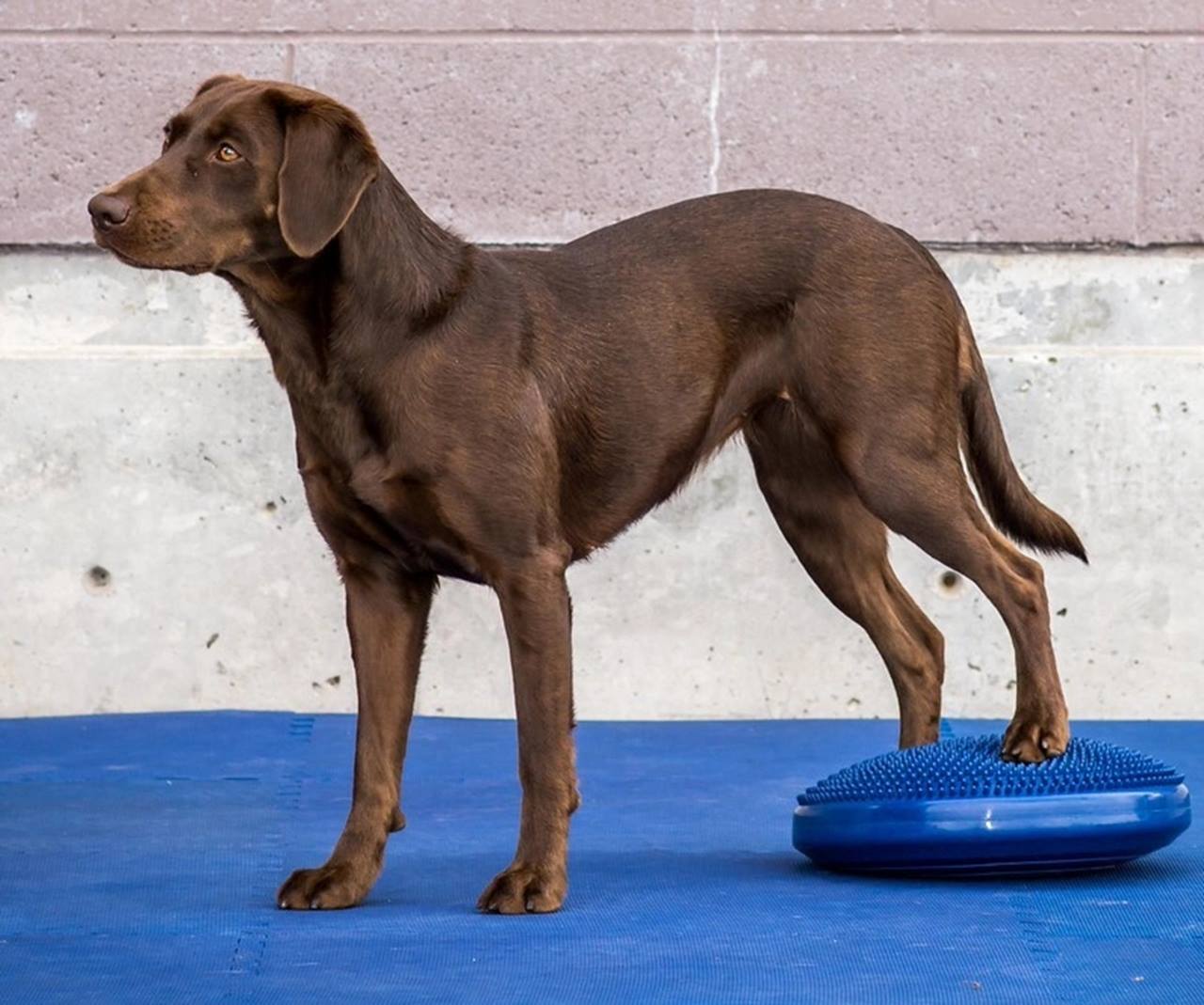 FitPAWS Balance Disc Blue, 36 cm