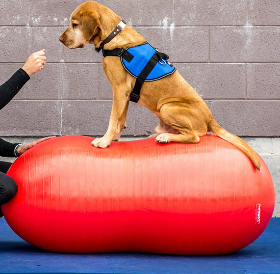 FitPAWS Peanut Red , 80 cm