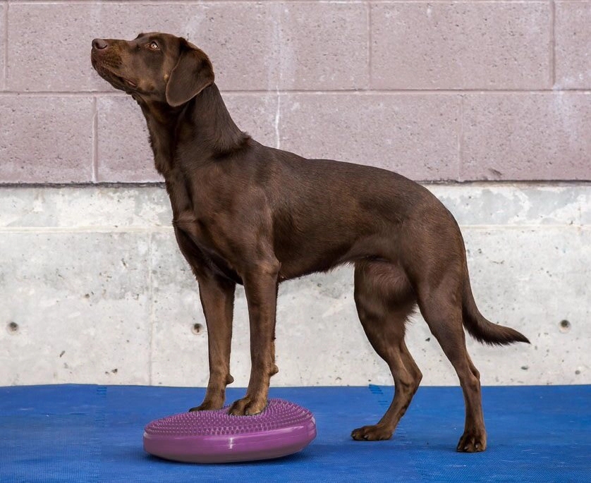 FitPAWS Balance Disc Razzleberry, 56cm