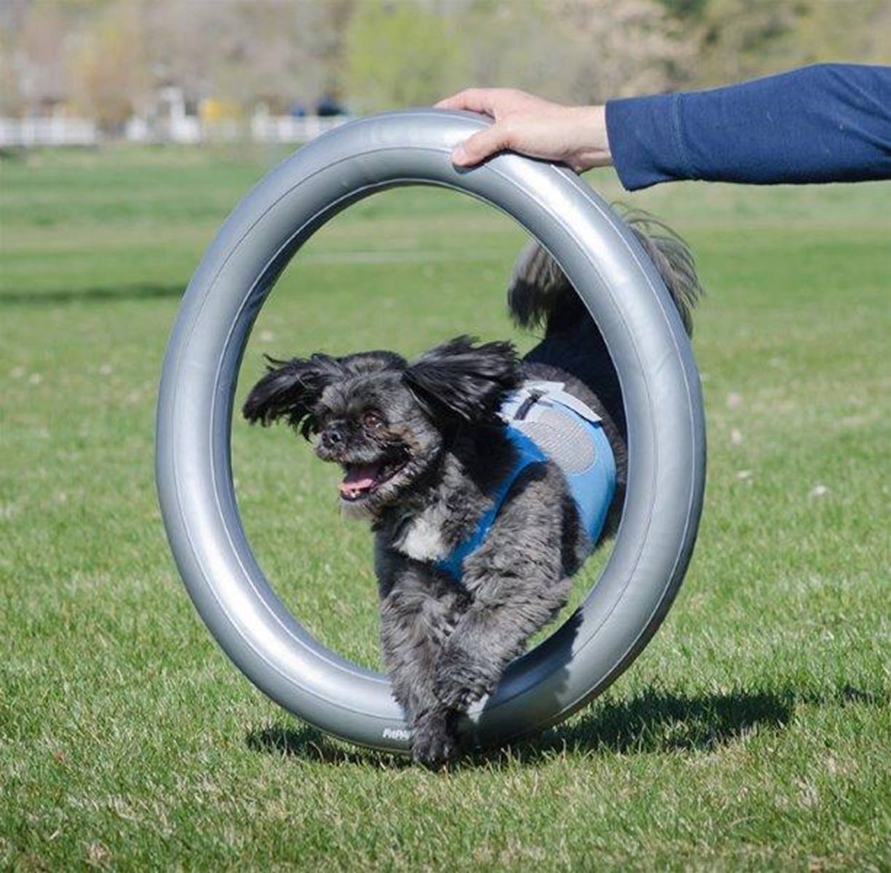 FitPAWS Donut Holder